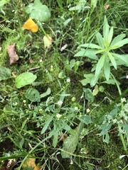 Erigeron canadensis