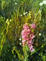 Erica elimensis
