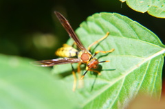 Polistes myersi