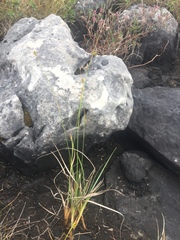 Carex oligosperma