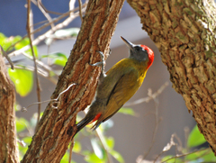 Chloropicus griseocephalus