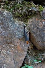 Gonatodes albogularis fuscus