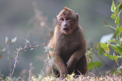 Macaca assamensis