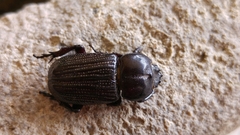 Phileurini