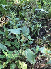 Urtica dioica