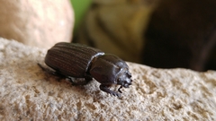 Phileurini