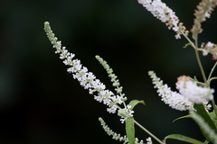 Aloysia