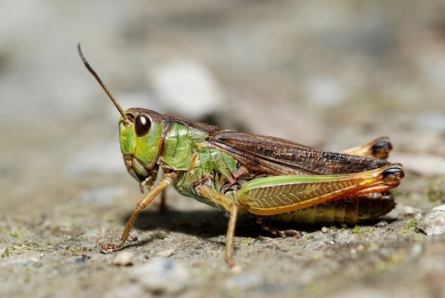 Ladder Grasshopper