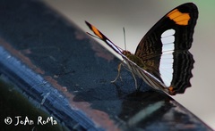 Adelpha iphicleola iphicleola