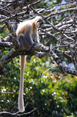 Trachypithecus geei