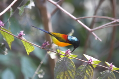 Aethopyga nipalensis