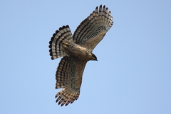 Nisaetus nipalensis