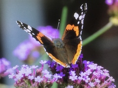 Vanessa atalanta