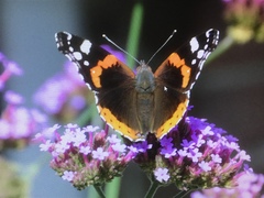 Vanessa atalanta
