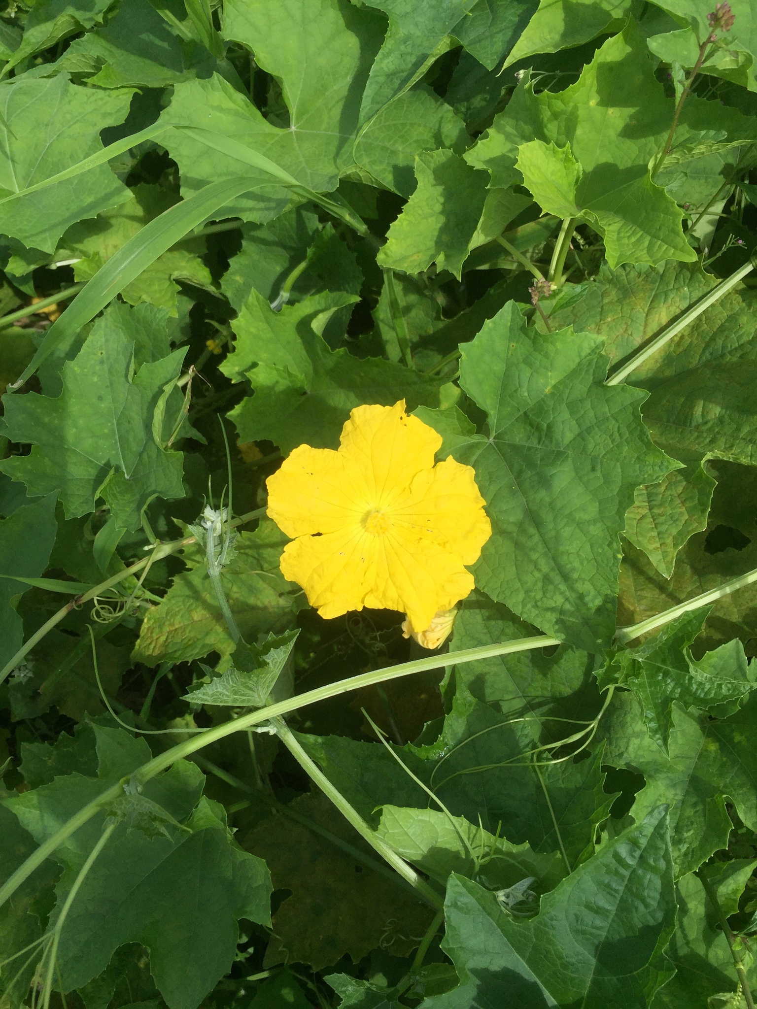 Luffa aegyptiaca