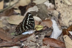 Lexias dirtea merguia