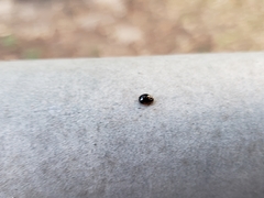 Exochomus marginipennis