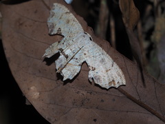 Dysaethria flavistriga