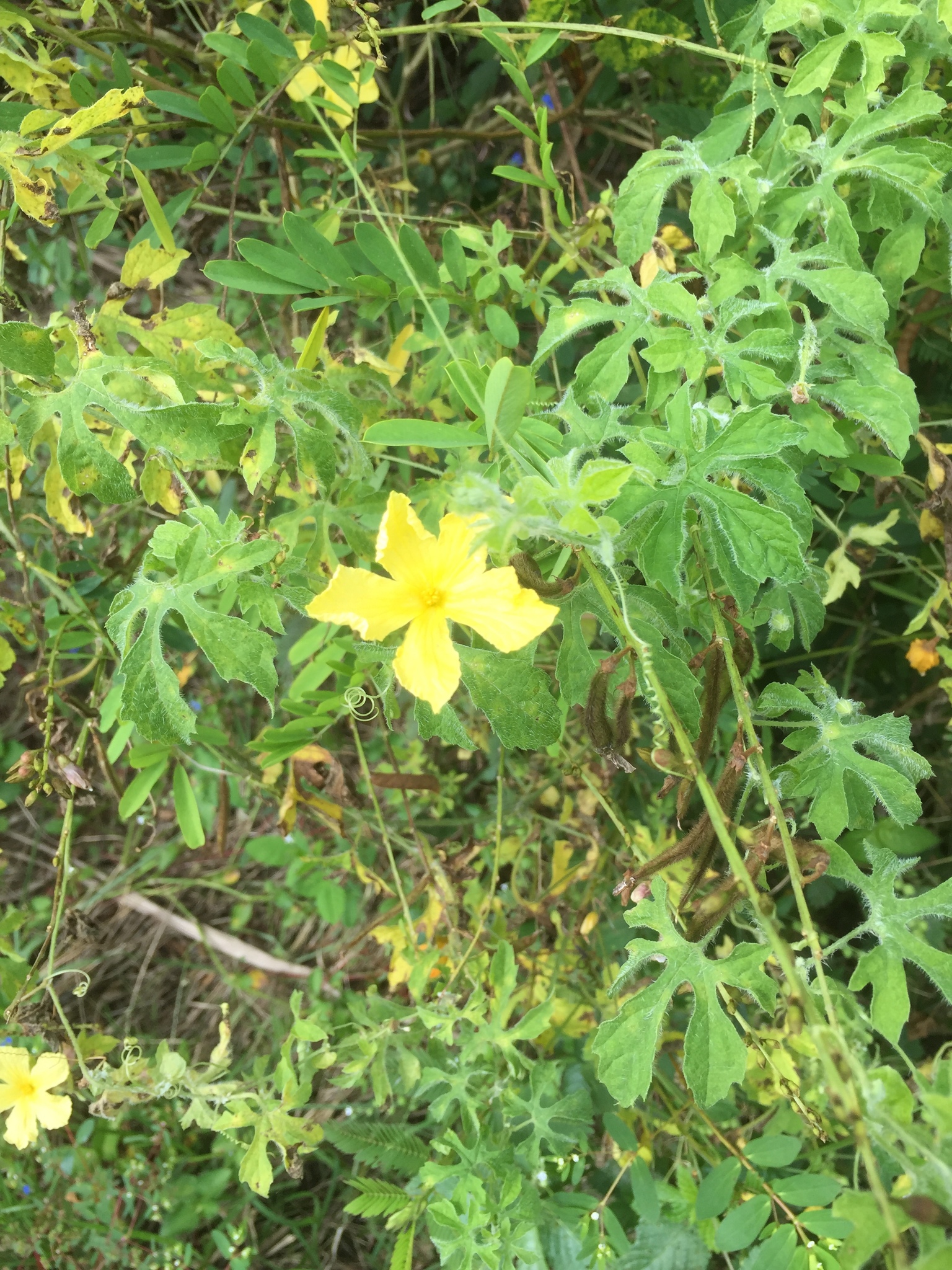Momordica charantia