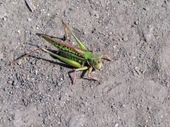 Gampsocleis sedakovii