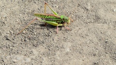 Gampsocleis sedakovii