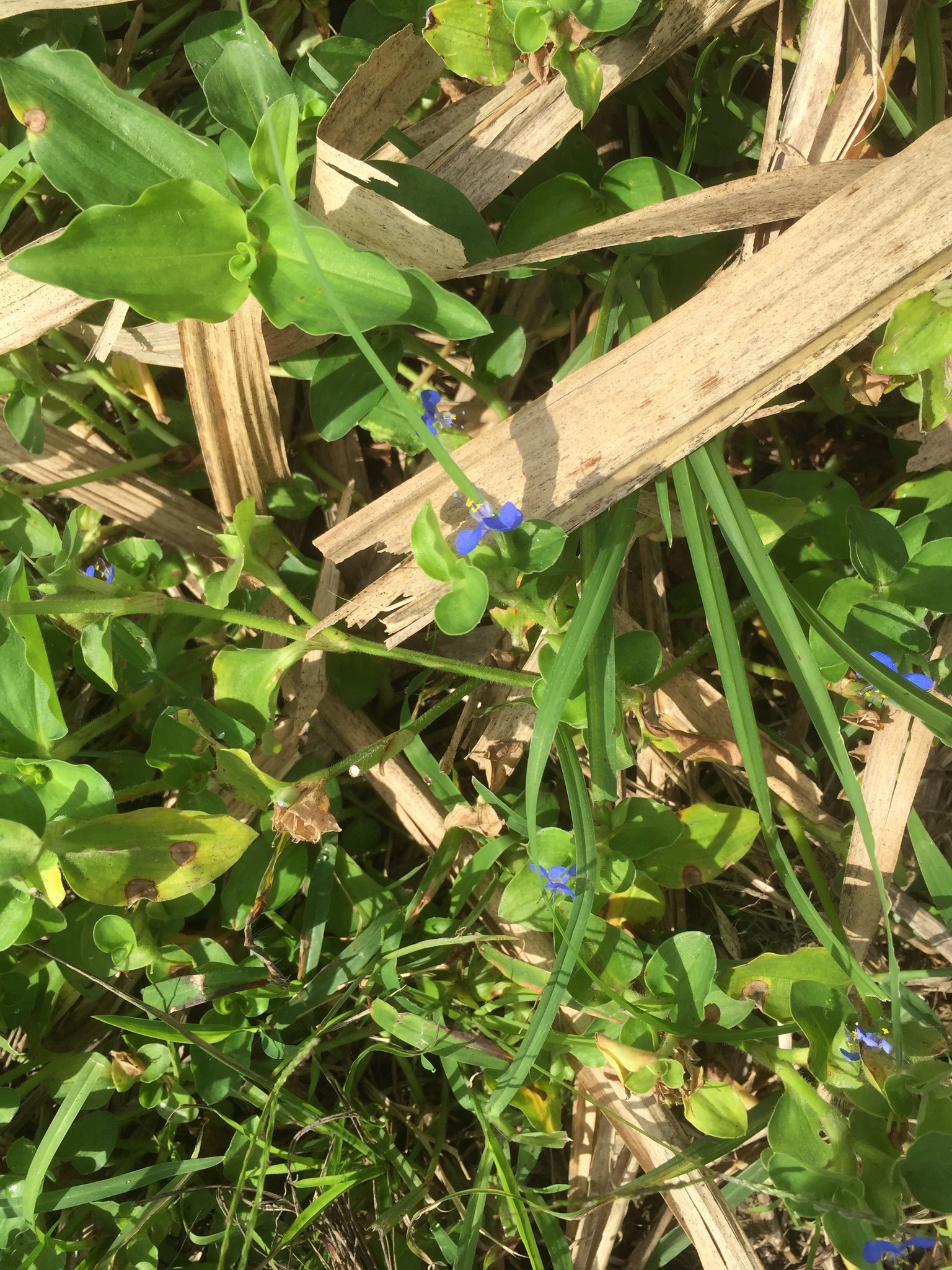 Commelina benghalensis