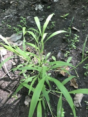 Paspalum repens