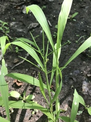 Paspalum repens