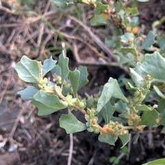Atriplex muelleri