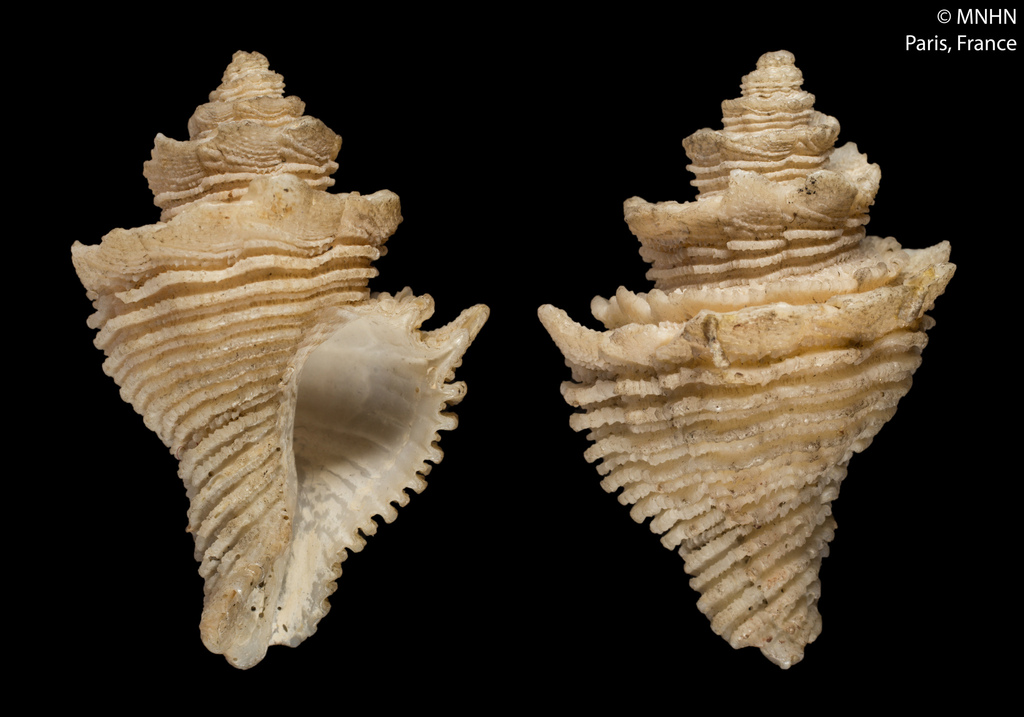 Babelomurex japonicus