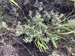 Atriplex muelleri