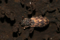 Synchita undata