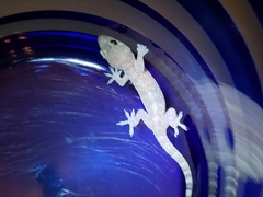 Hemidactylus turcicus