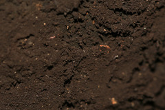 Cryptostroma corticale