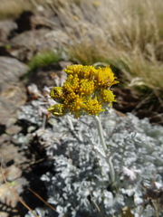 Jacobaea leucophylla