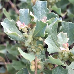 Atriplex muelleri