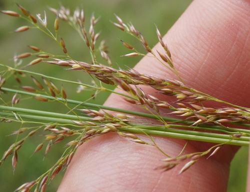 Agrostis vinealis, photograph 6