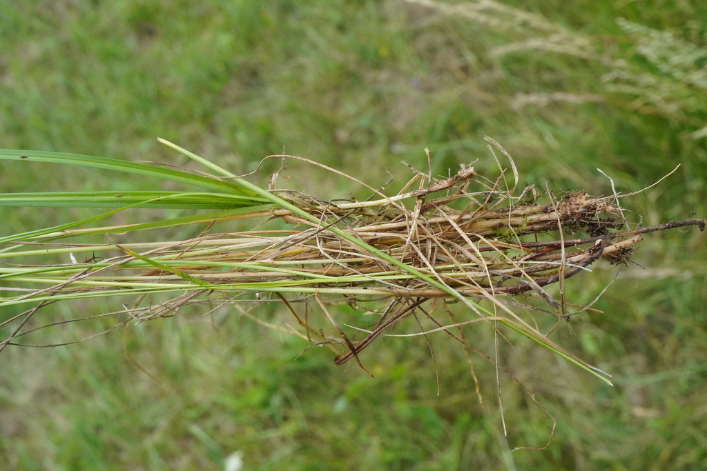 Agrostis vinealis; photograph (c) Patrick Hacker, some rights reserved (CC BY)