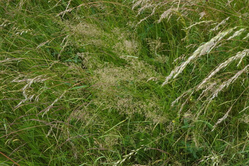 Agrostis vinealis, photograph 4