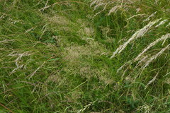 (c) Patrick Hacker, some rights reserved (CC BY) Agrostis vinealis, photograph (c) Patrick Hacker, some rights reserved (CC BY)