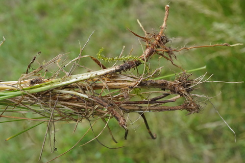 Agrostis vinealis, photograph 5
