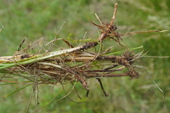 (c) Patrick Hacker, some rights reserved (CC BY) Agrostis vinealis, photograph (c) Patrick Hacker, some rights reserved (CC BY)