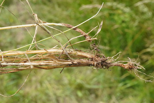Agrostis vinealis, photograph 3