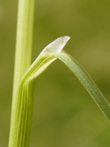 Agrostis vinealis