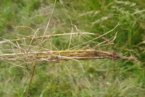 Agrostis vinealis, photograph 2