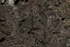 Cryptostroma corticale