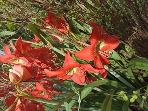 Image of Hippeastrum puniceum by (c) Dylan Camacho Guzman, some rights reserved (CC BY)