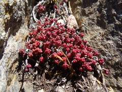 Sedum brevifolium