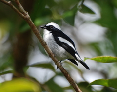 Ficedula westermanni