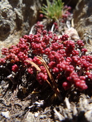 Sedum brevifolium